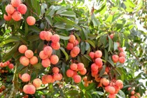 Cách chọn vải thiều ngon, không bị sâu đầu "10 quả vẹn 10"