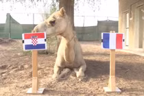 Video: Linh vật dự đoán sốc trận chung kết World Cup Pháp - Croatia