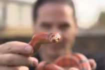 Video: Người đàn ông kỳ lạ hơn 30 năm tự tiêm nọc rắn độc vào người