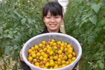 Nhà giàu đổ xô lên Măng Đen trồng rau sạch, thuốc quý