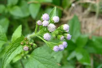 Giải mã tin đồn cây cứt lợn chữa được nhiều bệnh ở “vùng kín“