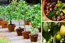 5 loại cây trồng từ hạt có hoa quả hái quanh năm