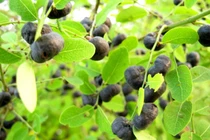 Bài thuốc trị nước ăn chân cực hay bằng cây cỏ quanh nhà