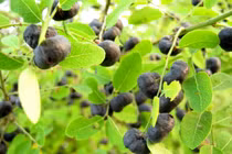 Bài thuốc trị nước ăn chân cực hay bằng cây cỏ quanh nhà