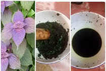 Cách trị nám bằng lá tía tô hiệu quả ngay tại nhà