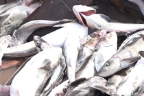 Video: Người dân bắt hàng chục tấn tôm hùm, cá bớp sau bão