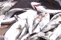 Video: Người dân bắt hàng chục tấn tôm hùm, cá bớp sau bão