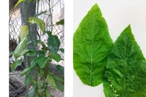 Ăn cháo nấu "lá mọi" chữa táo bón, bé 1 tuổi bị tan máu cấp