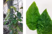 Ăn cháo nấu "lá mọi" chữa táo bón, bé 1 tuổi bị tan máu cấp