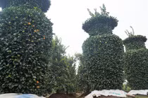 Video: Độc lạ "lộc bình" quất kiểng khổng lồ giá chục triệu đón Tết 2018