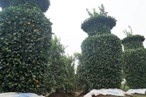 Video: Độc lạ "lộc bình" quất kiểng khổng lồ giá chục triệu đón Tết 2018