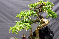 Loại cây nên trồng trong nhà giúp hút sạch bức xạ sóng điện, wifi