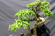 Loại cây nên trồng trong nhà giúp hút sạch bức xạ sóng điện, wifi