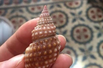 Ốc lạ khiến cô giáo tử vong là ốc gì?