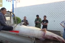 Video: Cận cảnh "quái cá" khổng lồ 100 tuổi mắc lưới ngư dân