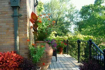 Tiếng nấc nghẹn trong ngôi nhà của ông chủ vườn lan 