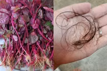 Gội đầu bằng nước này trong 2 tuần, tóc rụng mấy cũng giảm