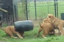 Video: Sư tử khốn khổ vì bị kẹt đầu trong thùng nhựa