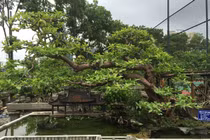 Cây ổi “vạn người mê”, trả hơn 2 tỷ đồng chủ vẫn không bán