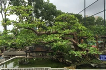 Cây ổi “vạn người mê”, trả hơn 2 tỷ đồng chủ vẫn không bán