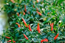 Công dụng chữa bệnh ít người biết của lá ớt