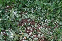 Dân Mộc Châu khóc ròng vì hàng trăm ha mơ, mận tan nát sau mưa đá