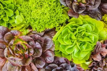 Xuân sang, trồng những loại rau này thì quanh năm hái mỏi tay không hết