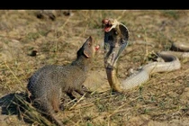 Video: Chồn và rắn hổ mang đọ độ nhanh như thế nào?