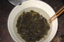 Ghê rợn chữa bệnh bằng nòng nọc sống