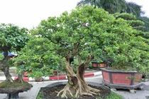 Nguyệt quế song thân được "hét" giá hàng chục cây vàng, đẹp cỡ nào?