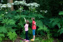 Loài cây cực độc, có thể gây bỏng độ 3 và mù vĩnh viễn 