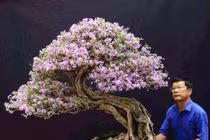 Cận cảnh: Lão nông Sài Gòn phù phép gốc "củi" thành cây cảnh nửa tỷ