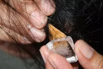 8 cách "giải cứu" mái tóc khỏi bã kẹo cao su cực kỳ đơn giản