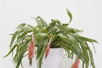 Trồng những cây leo này, nhà đẹp mộng mơ như quán cafe