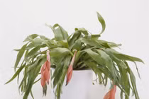 Trồng những cây leo này, nhà đẹp mộng mơ như quán cafe