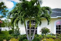 Video: Trước nhà có 1 trong 6 cây này, gia đình sẽ tránh được nhiều xui xẻo 