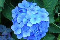 7 loại hoa có thể gây sảy thai, dị tật thai nhi