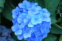 7 loại hoa có thể gây sảy thai, dị tật thai nhi