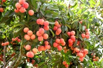 Video: 6 bài thuốc hay từ quả vải phòng sỏi mật, chữa đau dạ dày