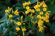 Cứu sống bệnh nhân ăn lá ngón bằng dung dịch “cây nhà lá vườn“