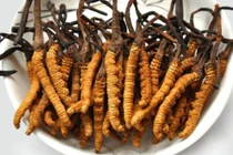 70% đông trùng hạ thảo là hàng giả, kém chất lượng