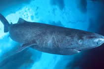 Cận cảnh cá mập kỳ dị nhất thế giới