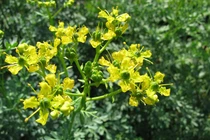 12 cách đuổi và diệt ruồi bằng cây cỏ tự nhiên, không độc hại