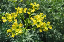 12 cách đuổi và diệt ruồi bằng cây cỏ tự nhiên, không độc hại