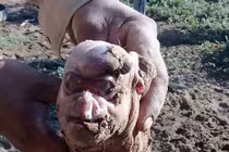 Kinh hãi: Lợn con sinh ra có mặt giống người