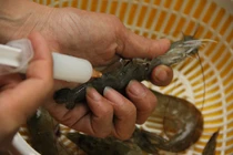 Video: "Bí kíp" cực đơn giản phân biệt tôm bơm tạp chất và tôm sạch