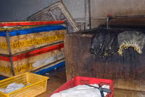 Video: Kinh hoàng nội tạng bò ngâm trong nước đen sì trước khi chế biến