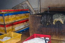 Video: Kinh hoàng nội tạng bò ngâm trong nước đen sì trước khi chế biến