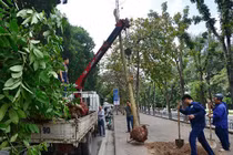 Từ 15/1: Trồng cây sai chỗ có thể bị phạt đến 15 triệu