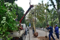 Từ 15/1: Trồng cây sai chỗ có thể bị phạt đến 15 triệu